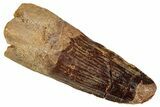 Fossil Spinosaurus Tooth - Real Dinosaur Tooth #333605-1